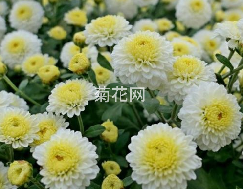 滁州贡菊和滁菊的区别是什么？