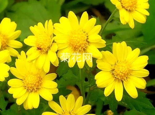 河南独有知名的菊花品种有哪些