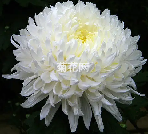 什么是白菊花？_白菊花的定义