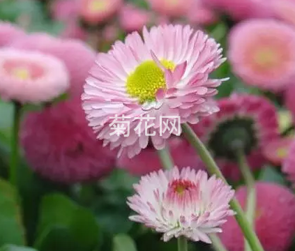 雏菊是哪个国家的国花？_国花雏菊