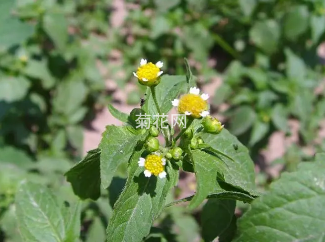 牛膝菊图片集（户外野生牛膝菊）