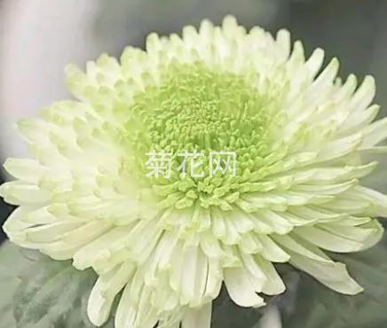 古人描写菊花的诗句大全_古人写菊