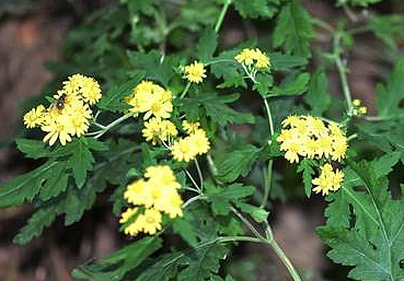 什么是菊花脑？(菊花脑百科介绍)