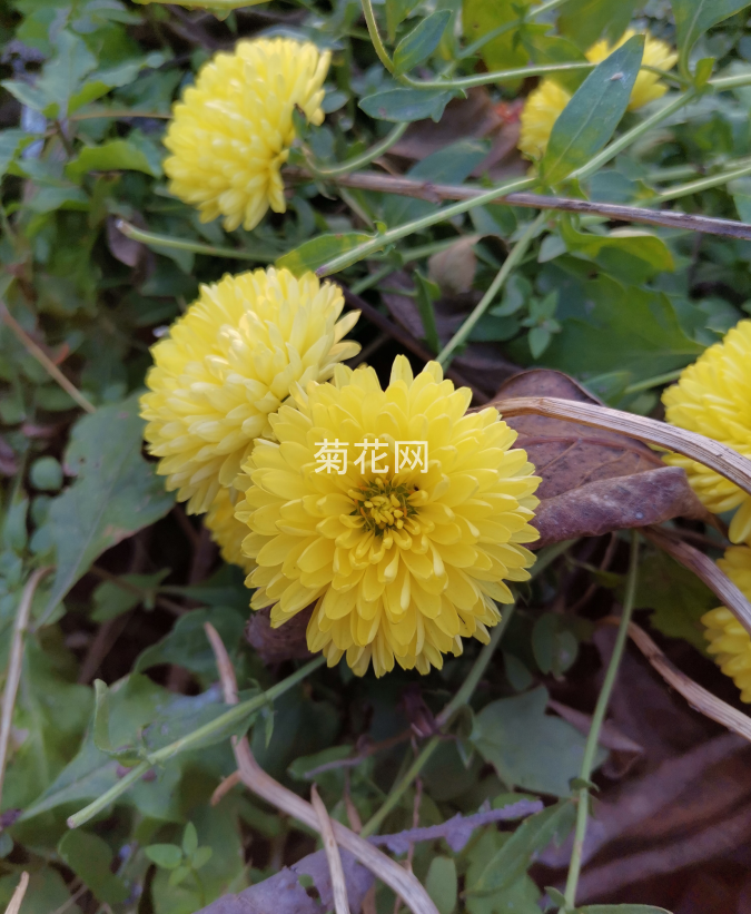 胎菊盛开的样子，盛开了就不再是胎菊了