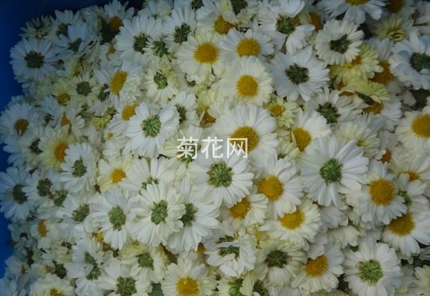 怀白菊和杭白菊有什么区别？