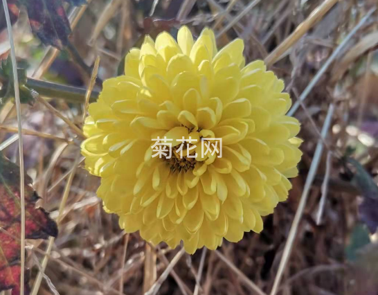 怀菊花是白色的还是黄色的？