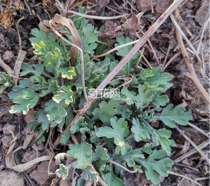 这是小编去年种下的怀菊花，今年已经又露头了