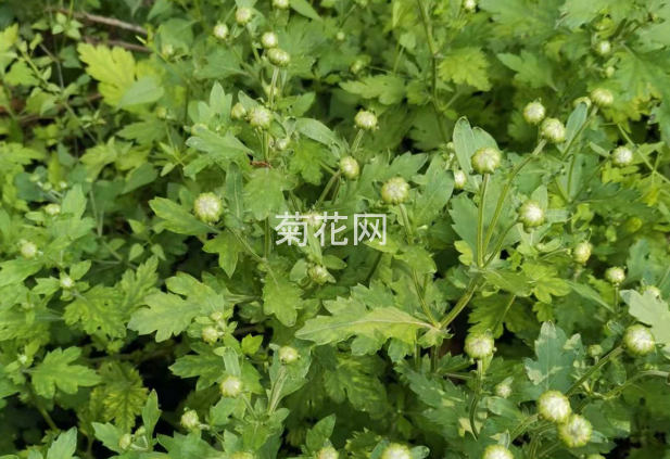 济源有怀菊花吗？正宗吗？