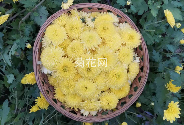 云台冰菊是什么菊花？