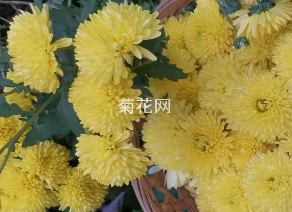 云台冰菊好还是怀冰菊好？