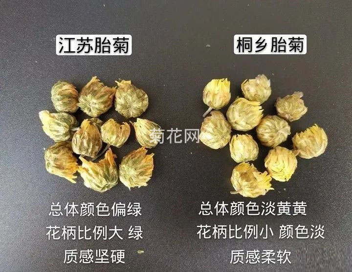 浙江桐乡胎菊和江苏胎菊鉴别方法(辨别胎菊的办法)