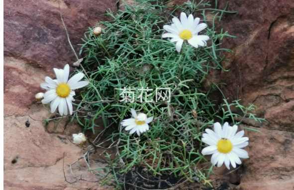 太行菊是什么菊花？(太行野菊)