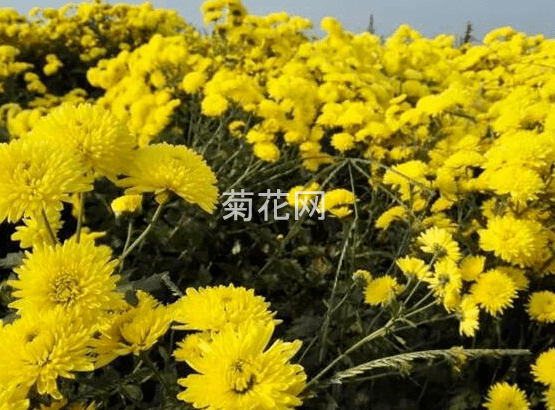 下火喝怀菊的黄菊花还是白菊花为好？