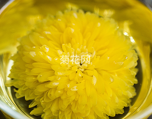 菊花茶科普文章