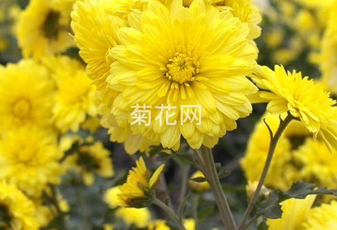 淮菊是什么菊花