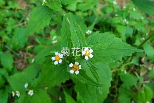 牛膝菊是外来植物吗？