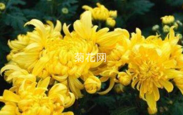 怀菊花和菊花的区别？