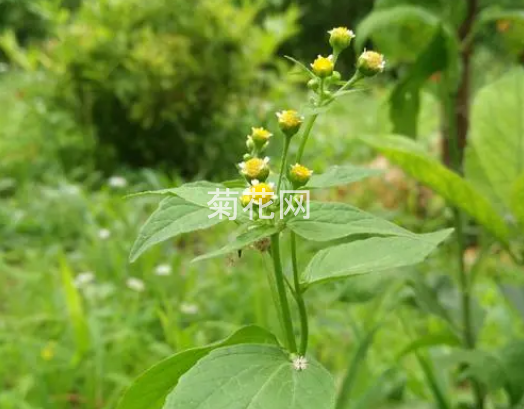 牛膝菊属于什么科的植物？