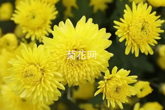 焦作盛产的冰菊是怀菊花吗？