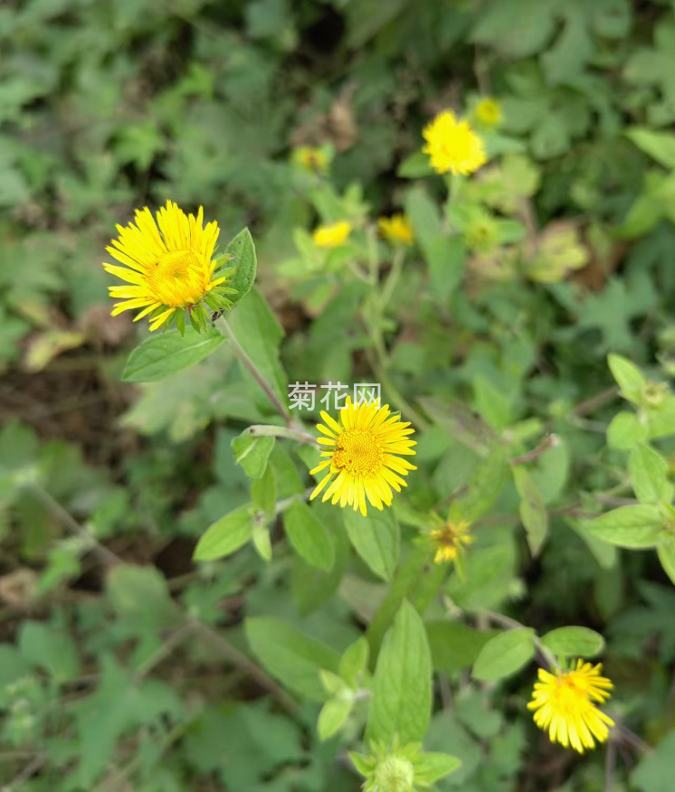 路边实拍旋覆花（图片）