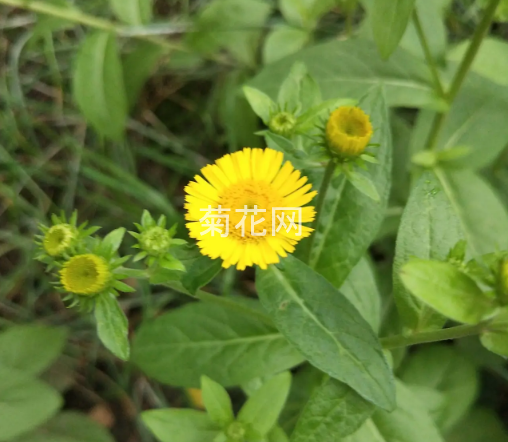 旋覆花（六月菊）