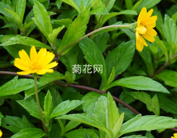 蟛蜞菊