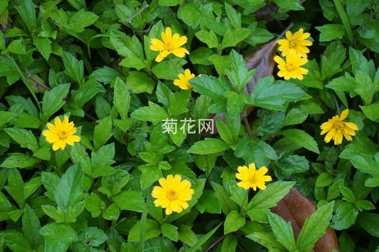 蟛蜞菊有毒吗