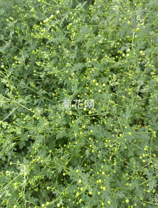 太行山中拍野菊花（实拍图片）