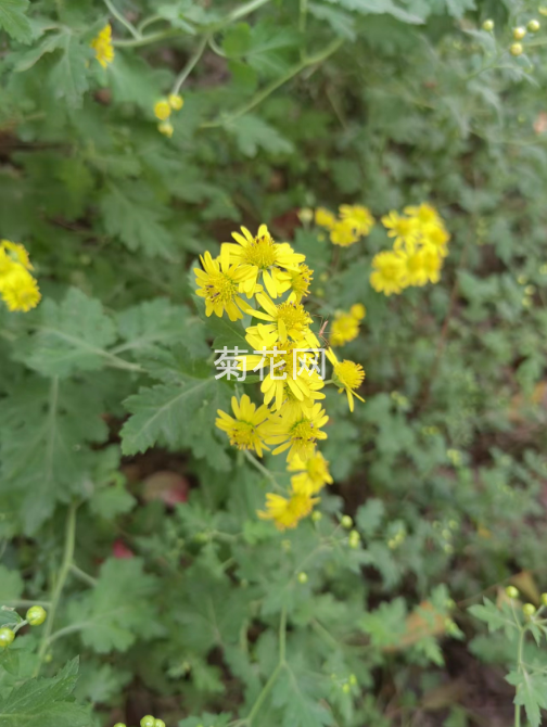 太行山中拍野菊花