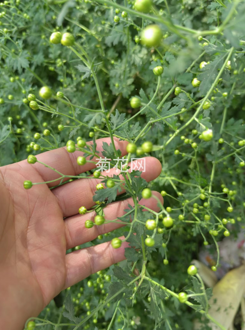 这是野菊花的胎菊状态