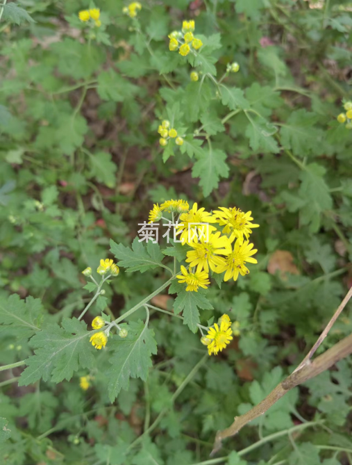 野菊花开花的样子