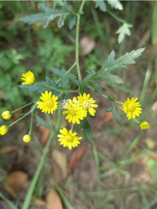 近拍野菊花的花朵