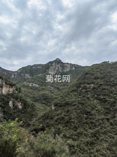 盛开野菊花的太行山远拍