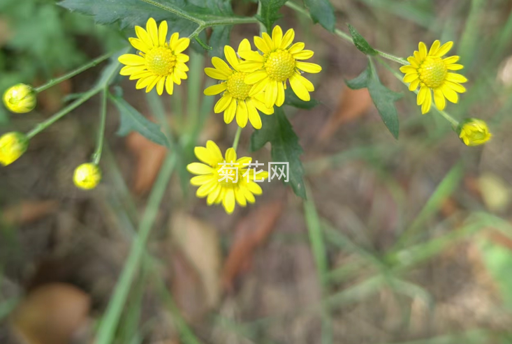 野菊花的干燥处理方法分享