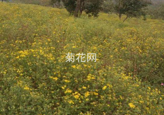 灵岩御菊(山东地标产品)