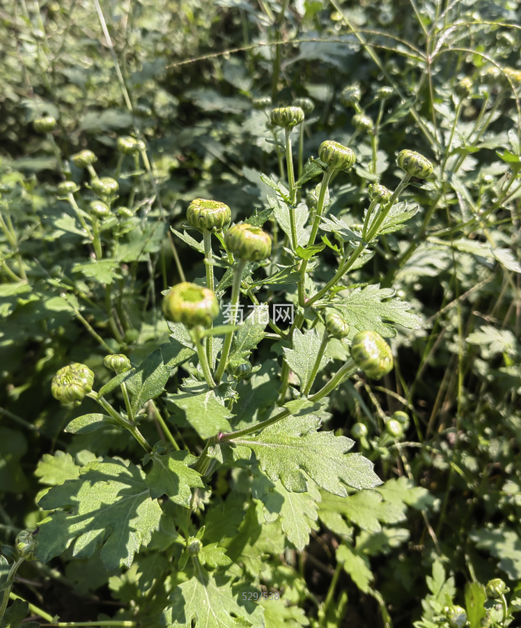 怀珍珠菊正在采收（图片实拍）