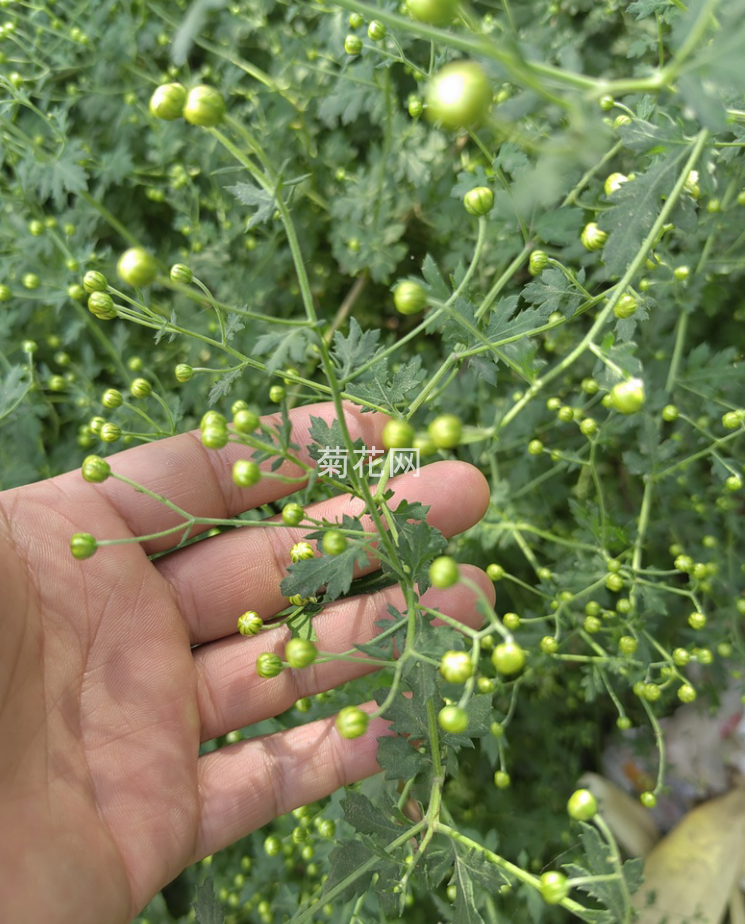 野菊花的珍珠菊形态展示（实拍图片）