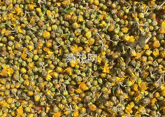 珍珠菊是野菊花吗？