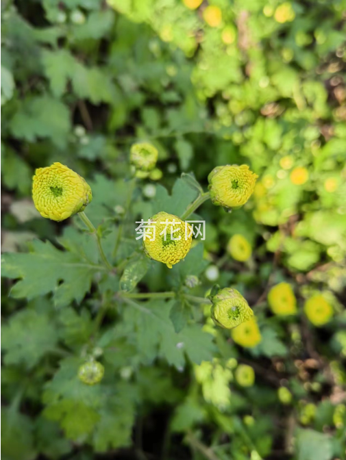 焦作的怀冰菊花待盛开（实拍图片）