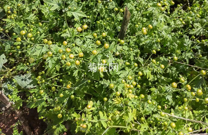 野菊花是保护植物吗?