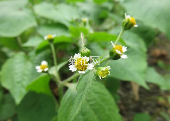 牛膝菊对我国农业生产产生的危害阐述