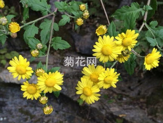 野菊花与旋覆花的区别（傻傻分不清楚）