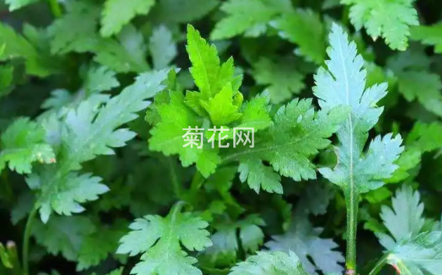 菊花脑常用的食用方法推荐