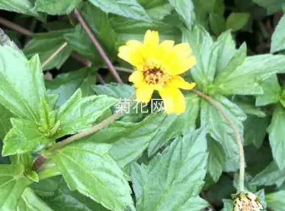 蟛蜞菊和蟛蜞有什么关系？