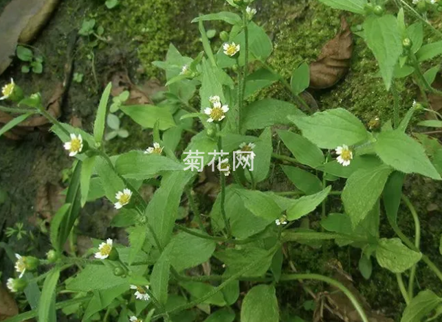 牛膝菊