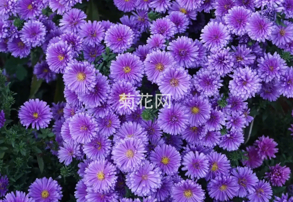 “翠菊”