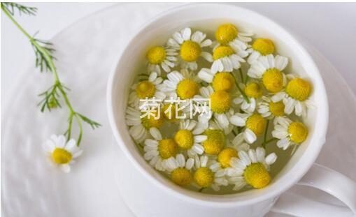 孕妇可以喝菊花茶吗