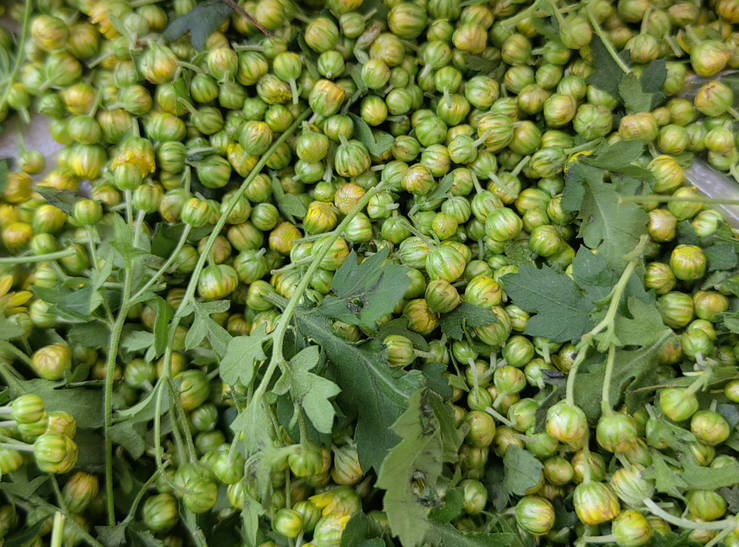 太行山脚下采野菊花泡菊花茶喝