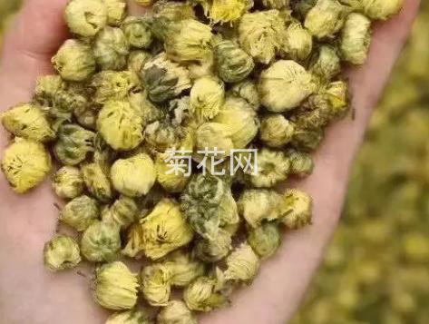 蕾菊是什么品种的菊花