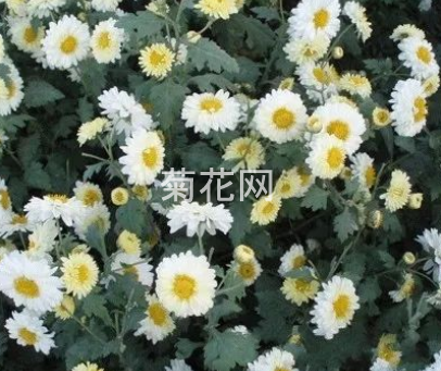 如何选择适合的菊花品种？